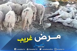 بالفيديو.. نفوق خرفان بدون أعراض أوسابق إنذار بالكلخة في المدية