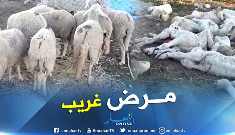 بالفيديو.. نفوق خرفان بدون أعراض أوسابق إنذار بالكلخة في المدية