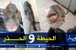 ظهور سمك الأرنب السام بسواحل تيبازة