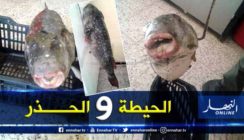 ظهور سمك الأرنب السام بسواحل تيبازة