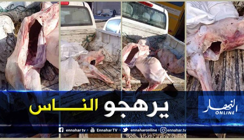 الجلفة: حجز لحوم حمراء فاسدة بالسوق الأسبوعي في البيرين