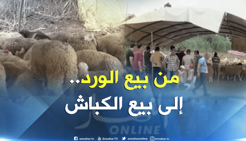 مشاتل تتحول لأسواق منظمة لبيع الأضاحي