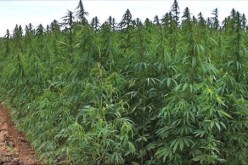 السجن لشخص قام بزرع القنب الهندي و خشخاش العفيون في أدرار