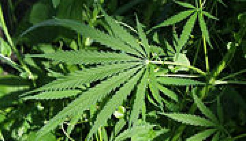 مواطن ببجاية يخصص أرضا ملكا للدولة لزراعة القنب الهندي