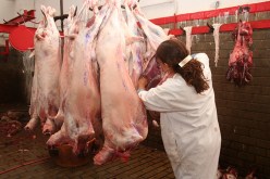 800 ألف دولار لاستيراد لحوم الحلوف