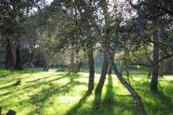 ‮''‬كلونديستان‮'' ‬يرمي‮ ‬بفتاة وسط الغابة لرفضها ممارسة الجنس معه في‮ ‬أرزيو