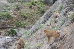 50 قردا من فصيلة الماغو تهاجم قرى ابودراران بحثا عن الطعام في تيزي وزو