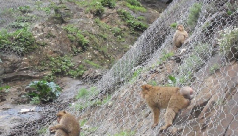 50 قردا من فصيلة الماغو تهاجم قرى ابودراران بحثا عن الطعام في تيزي وزو