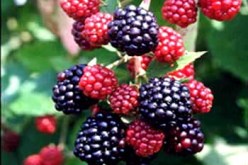 شرب عصير التوت البري يوميا يقي من التهاب المسالك البولية