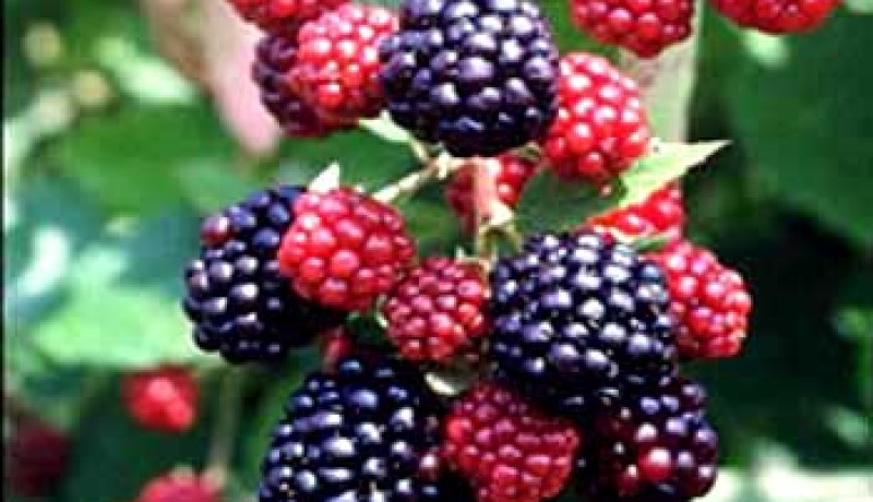 شرب عصير التوت البري يوميا يقي من التهاب المسالك البولية