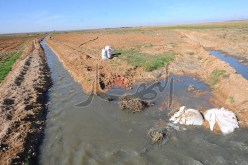البطاطا والطماطم بمياه الزيڤو في الجلفة والسبب التقشف