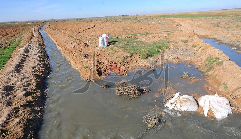 البطاطا والطماطم بمياه الزيڤو في الجلفة والسبب التقشف