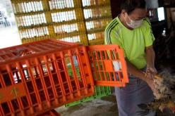 تسجيل حالة وفاة جديدة بإنفلونزا الطيور في مصر