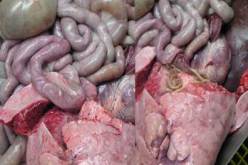 وزارة الصحة تطلق حملة واسعة للوقاية من الكيس المائي تحسبا لعيد الاضحى