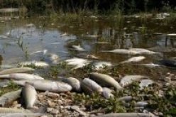 إنخفاض الأكسجين  ادى نفوق الأسماك بالمنطقة الرطبة أم الغلاز في وهران