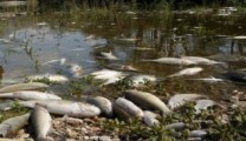 إنخفاض الأكسجين ادى نفوق الأسماك بالمنطقة الرطبة أم الغلاز في وهران