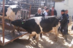 وزارة الفلاحة تطمئن الفلاحين والمربين من أن عدوى الحمى القلاعية لا تنتقل إلى الإنسان