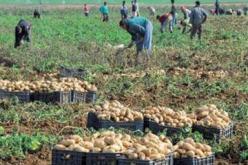 جهاز سيربالاك لتنظيم السوق أعطى ثمارا إيجابية لاسيما بالنسبة لمنتوج البطاطا