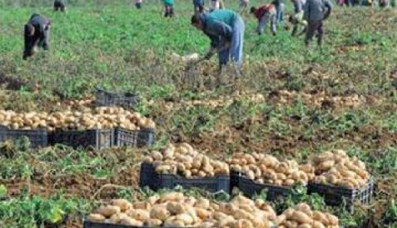 جهاز سيربالاك لتنظيم السوق أعطى ثمارا إيجابية لاسيما بالنسبة لمنتوج البطاطا