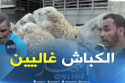بالفيديو ..كبش العيد لمن استطاع اليه سبيلا !