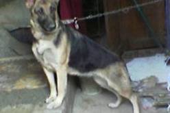 بارون مخدرات‮ ‬يستعمل الكلاب المدربة لحراسة مكان إخفاء الكيف في‮ ‬القبة