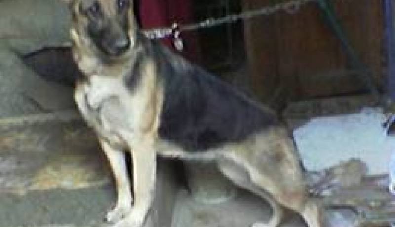 بارون مخدرات‮ ‬يستعمل الكلاب المدربة لحراسة مكان إخفاء الكيف في‮ ‬القبة