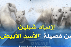 لأول مرة بالجزائر ولادة شبلين من فصيلة نادرة “الأسد الأبيض” بحديقة – بن عكنون