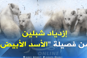لأول مرة بالجزائر ولادة شبلين من فصيلة نادرة “الأسد الأبيض” بحديقة – بن عكنون