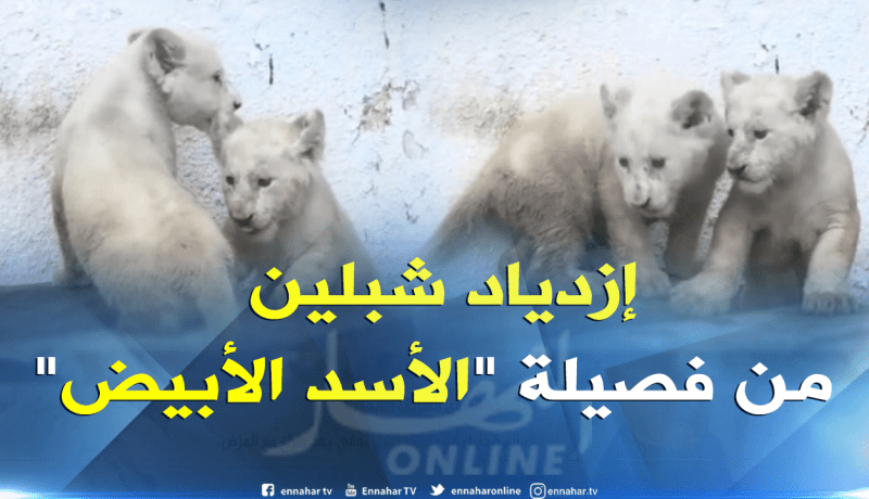 لأول مرة بالجزائر ولادة شبلين من فصيلة نادرة “الأسد الأبيض” بحديقة – بن عكنون