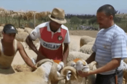 بالفيديو- الموّالون يشعلون الأضاحي