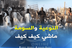 شراء الأضاحي بتندوف يتم على حساب أنواعها