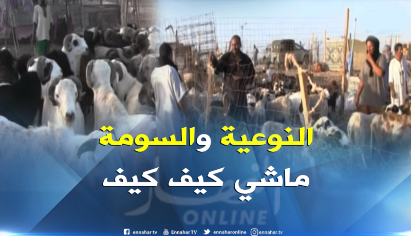 شراء الأضاحي بتندوف يتم على حساب أنواعها