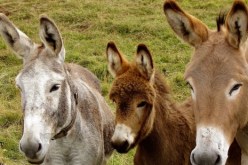 العثور على رؤوس وجلود حمير في أم البواقي !