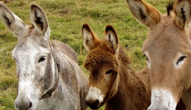 العثور على رؤوس وجلود حمير في أم البواقي !