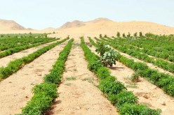 500 ألف هكتار من الأراضي الصحراوية أمام الراغبين في الاستثمار