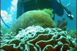 توقيف 9 غطاسين احدهم تونسي بتهمة الصيد الغير الشرعي للمرجان في عنابة