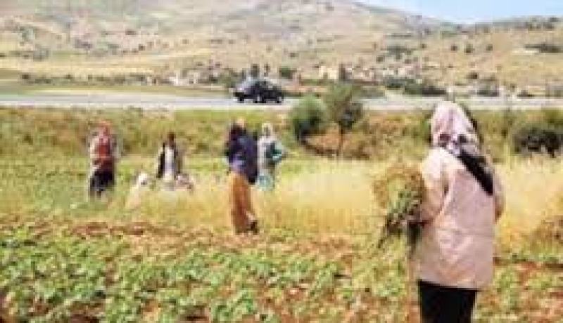 61.82 بالمائة نسبة النساء الريفيات المستفيدات من القرض المصغر