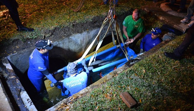 بالصور والفيديو العثور على 19 خرفا بحريا داخل أنابيب الصرف الصحي