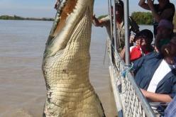 تمساح قريه مونغو القاتل الذى التهم نصف سكان القريه