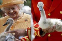 بالصّور…مجهولان يطلقان النار على بجعات ملكة بريطانيا وقتلها