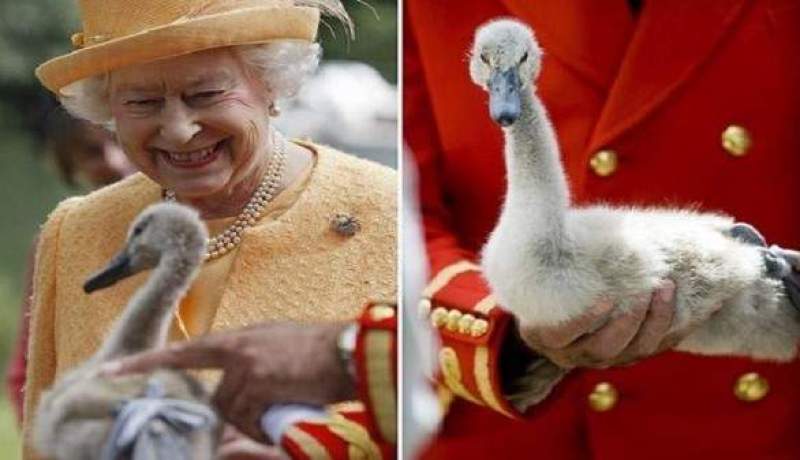 بالصّور…مجهولان يطلقان النار على بجعات ملكة بريطانيا وقتلها