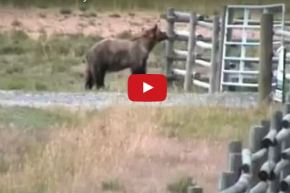 بالفيديو.. دب يفترس بقرة أمام الكاميرا