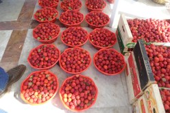 بالصور حفل كبير لإحياء عيد الفراولة بسكيكدة