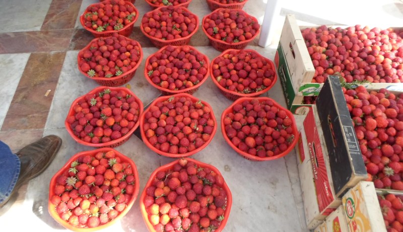 بالصور حفل كبير لإحياء عيد الفراولة بسكيكدة