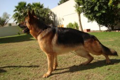 الكلاب المدربة لمواجهة عصابات الكوكايين