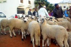4 ملايين كبش لعيد الأضحى بأسعار تصل إلى 6 ملايين سنتيم