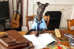 صدق أو لا تصدق كلب يعيش حياته كالإنسان