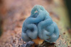 صور رائعة لعالم الفطر السحري