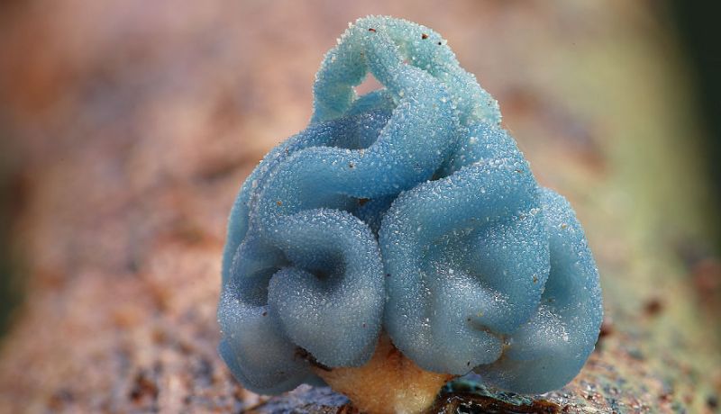 صور رائعة لعالم الفطر السحري