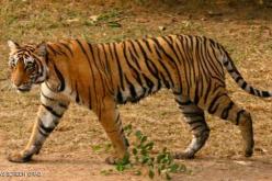 نمرة تقتل 7 أشخاص شمالي الهند